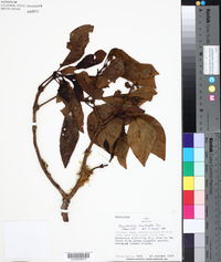 Psychotria brachiata image