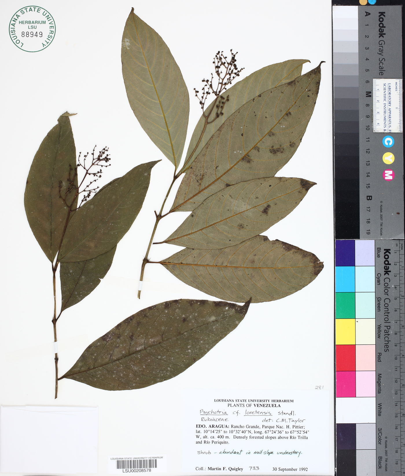Psychotria araguana image