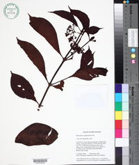 Psychotria pedunculosa image