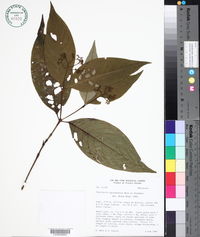 Psychotria microbotrys image