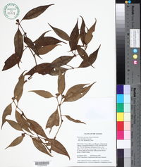 Psychotria muscosa image