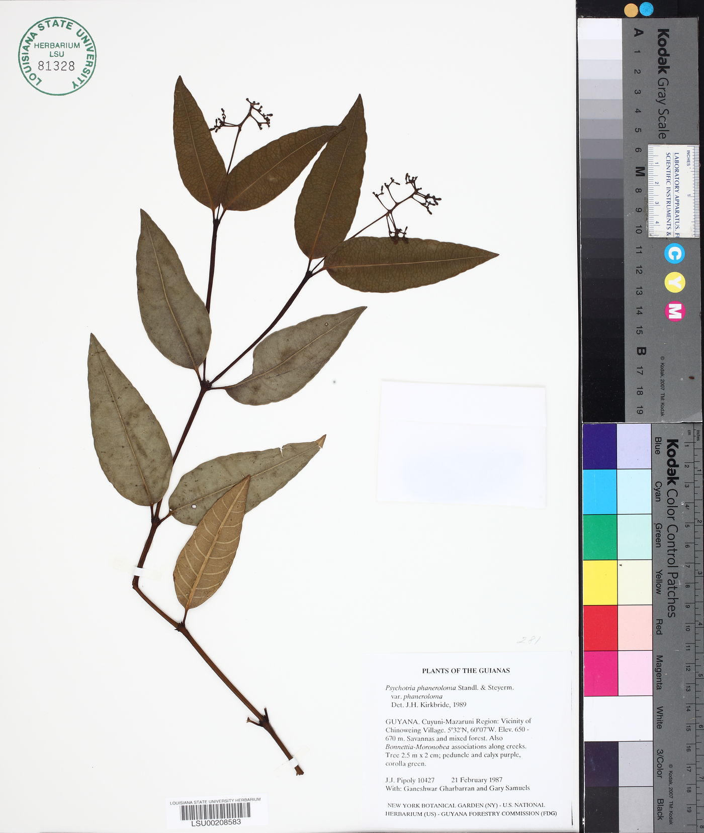Psychotria phaneroloma var. phaneroloma image