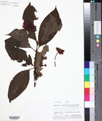 Psychotria poeppigiana image