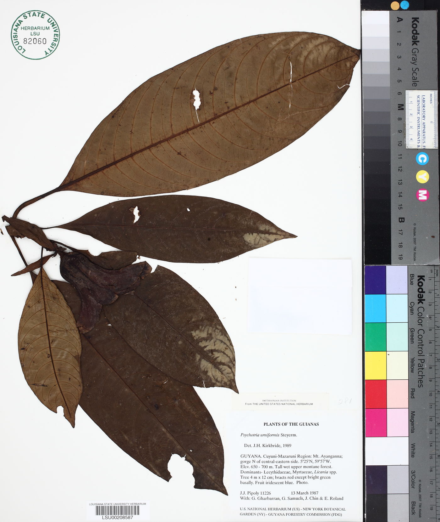 Carapichea urniformis image