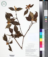Psychotria potaroensis image