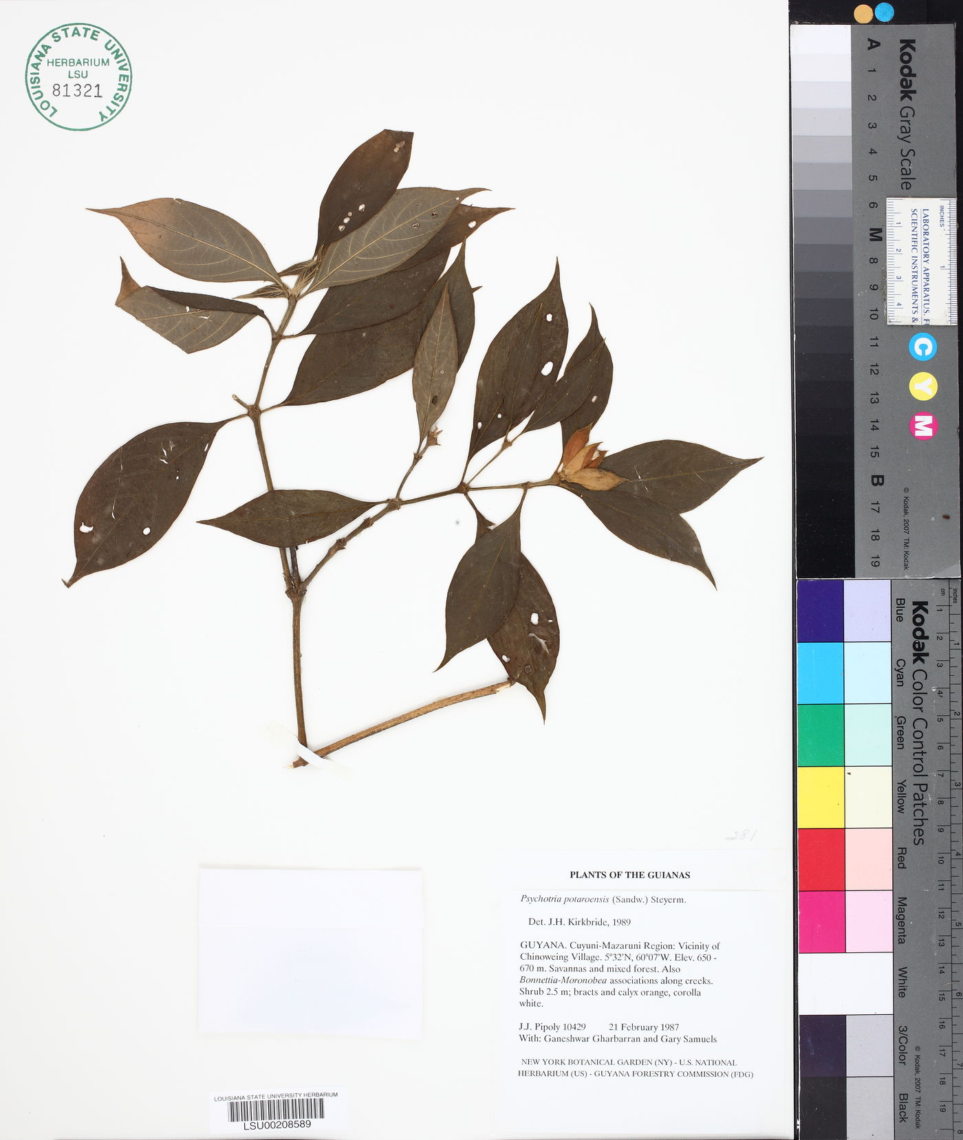 Psychotria potaroensis image
