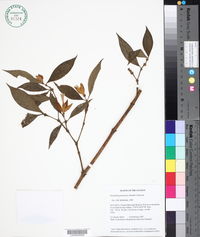 Psychotria potaroensis image