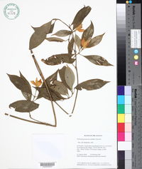 Psychotria potaroensis image