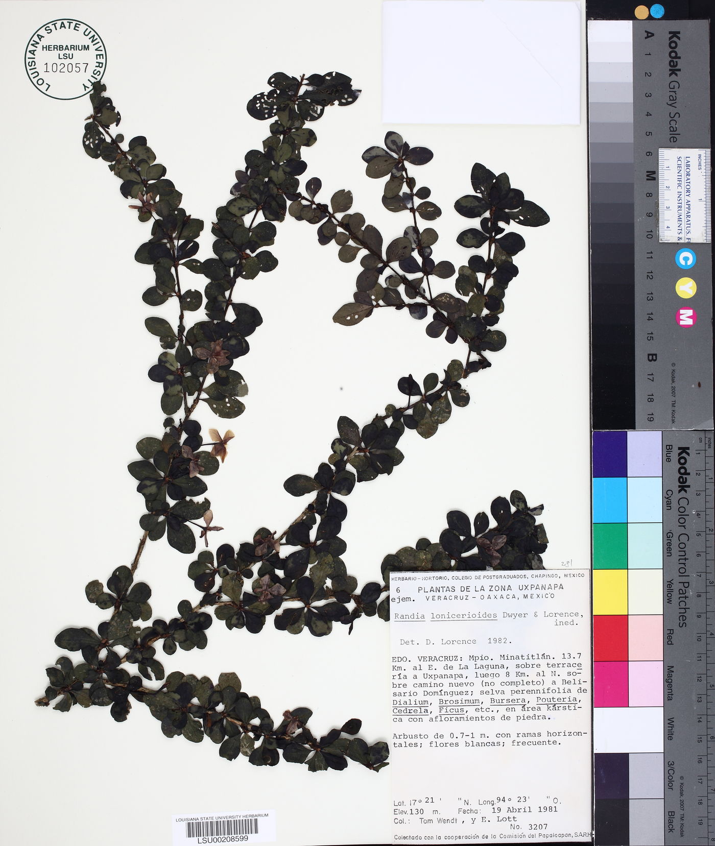 Randia loniceroides image