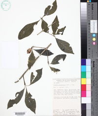 Randia xalapensis image