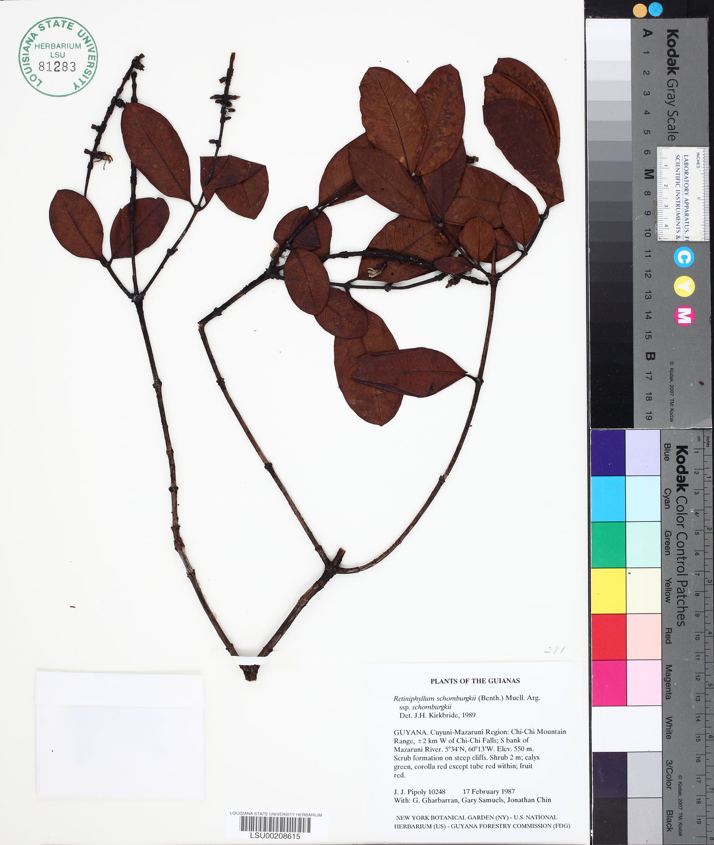 Retiniphyllum schomburgkii subsp. schomburgkii image