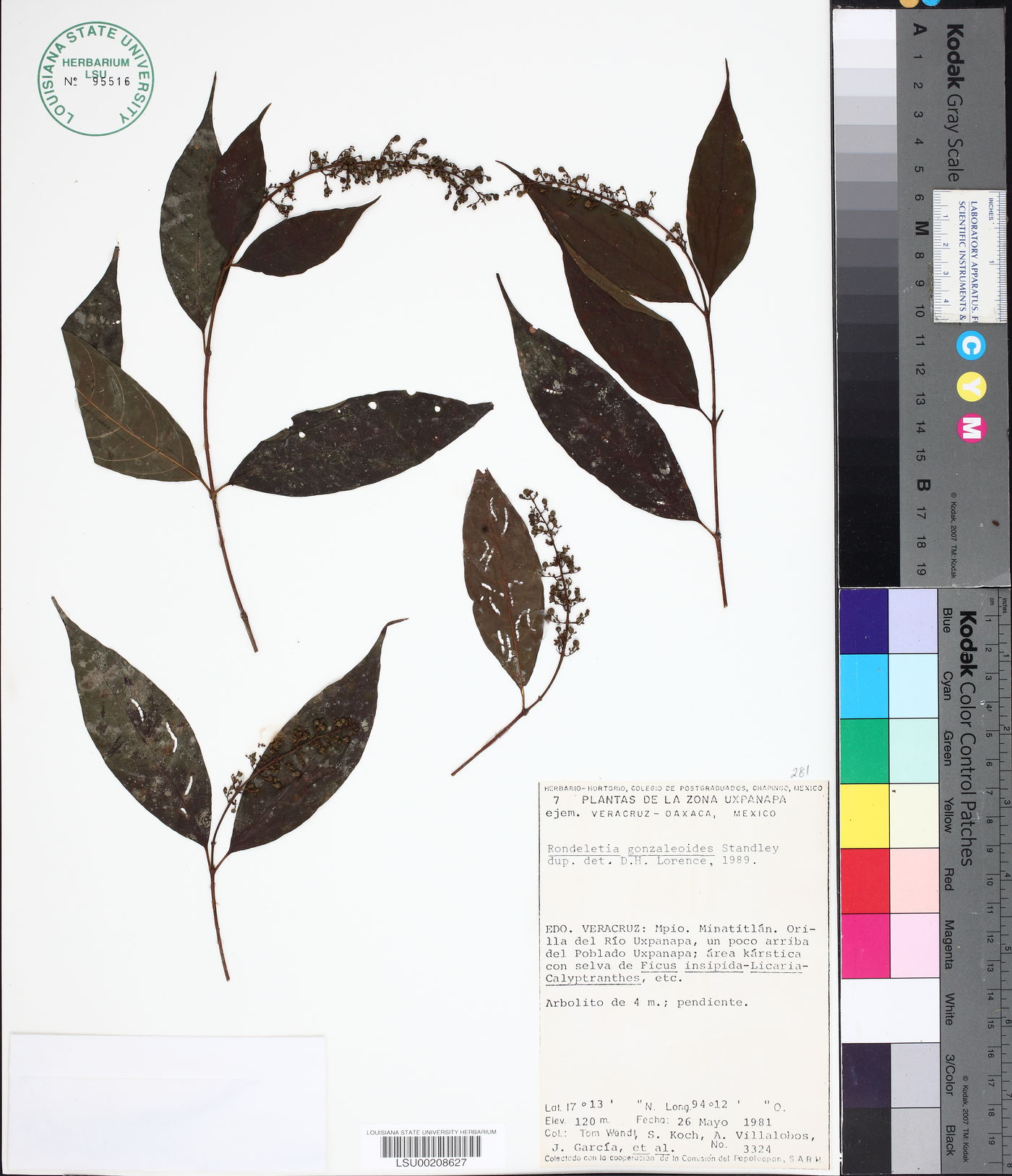 Arachnothryx gonzaleoides image