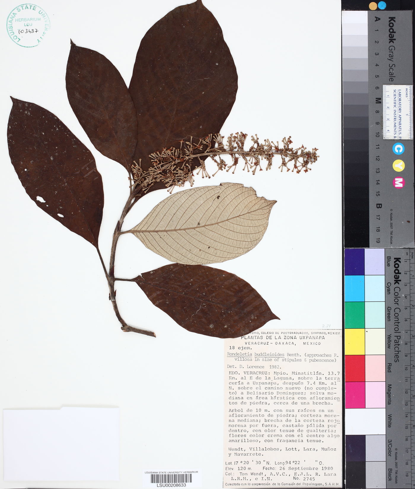 Rondeletia buddleioides image