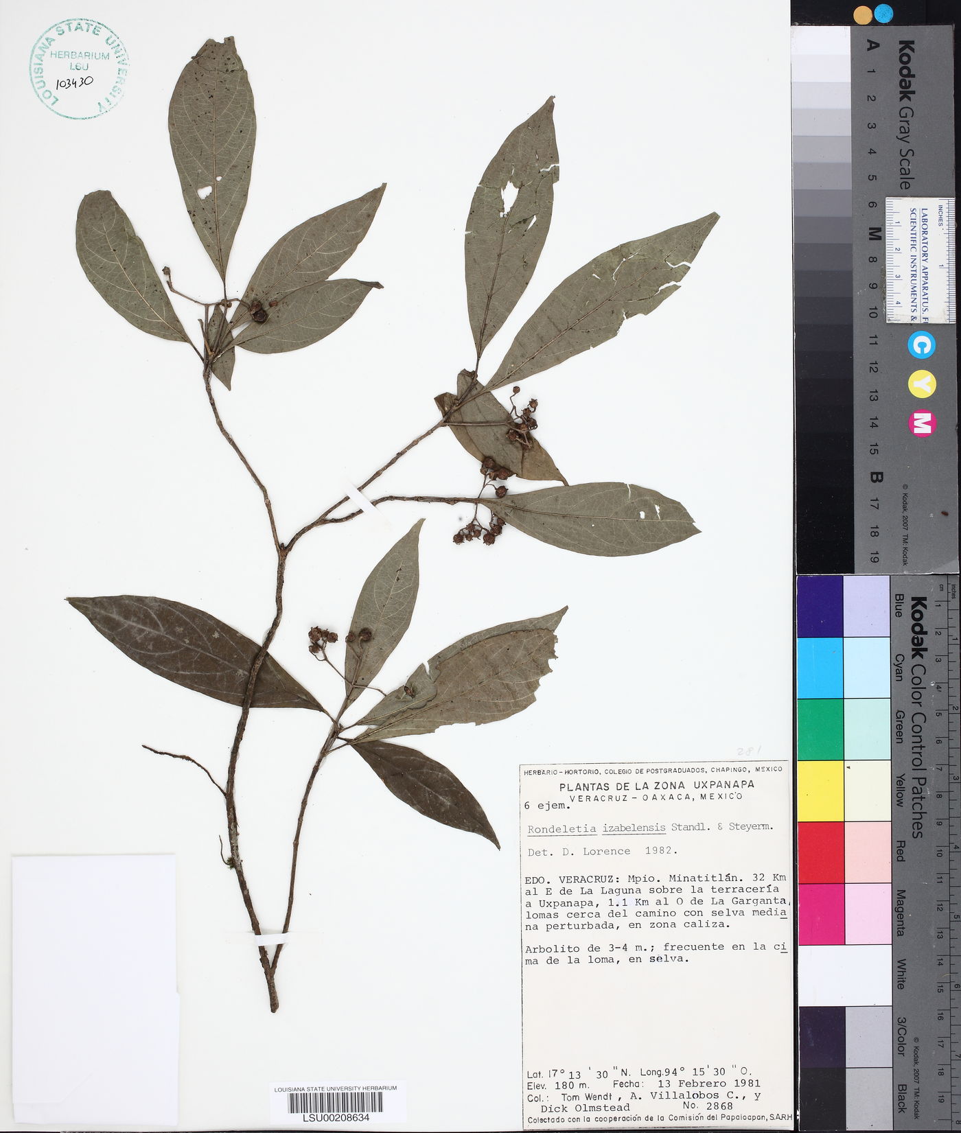 Arachnothryx izabalensis image