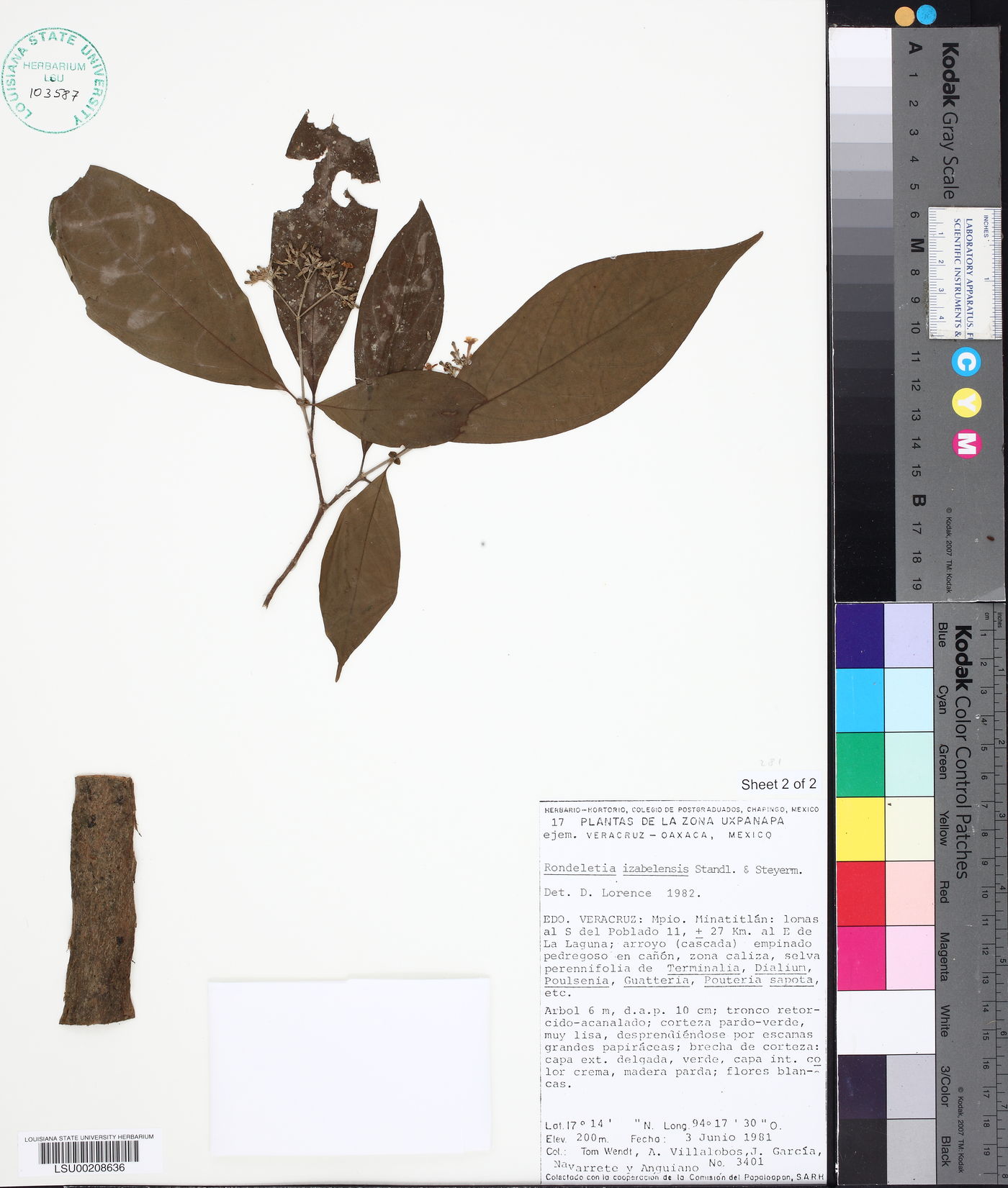 Arachnothryx izabalensis image