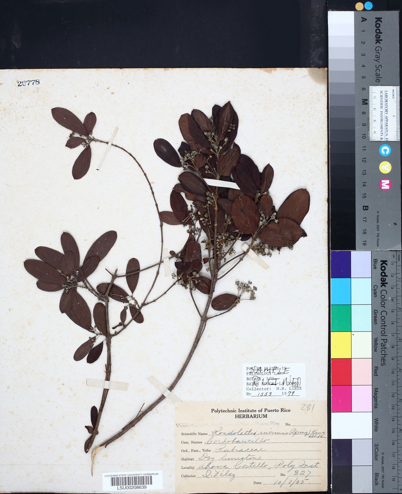 Rondeletia inermis image