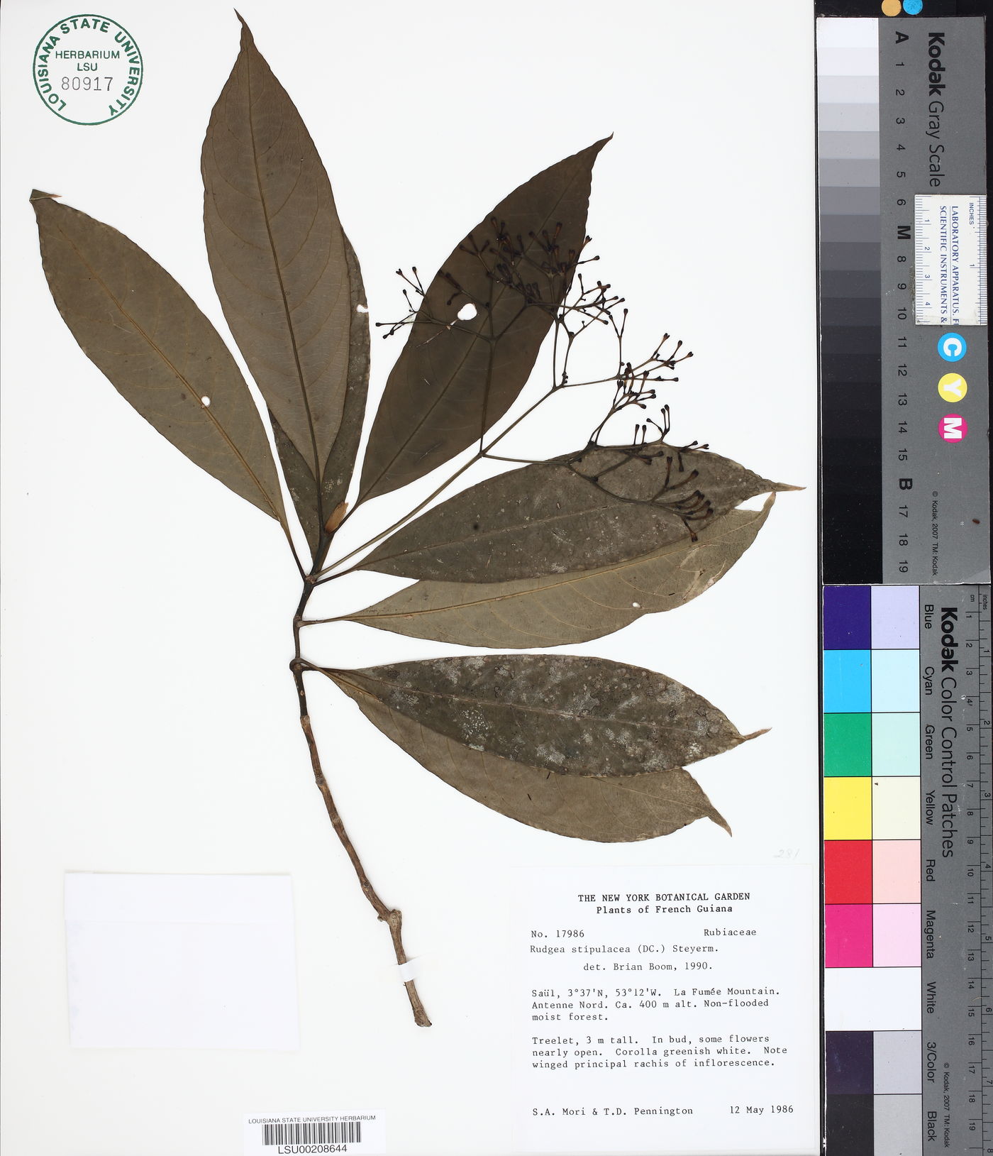Rudgea stipulacea image