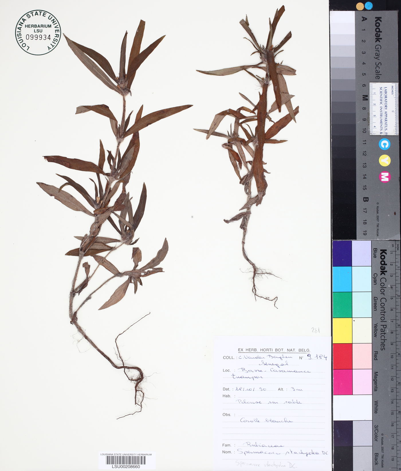 Spermacoce stachydea image