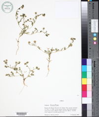 Image of Calycera leucanthema