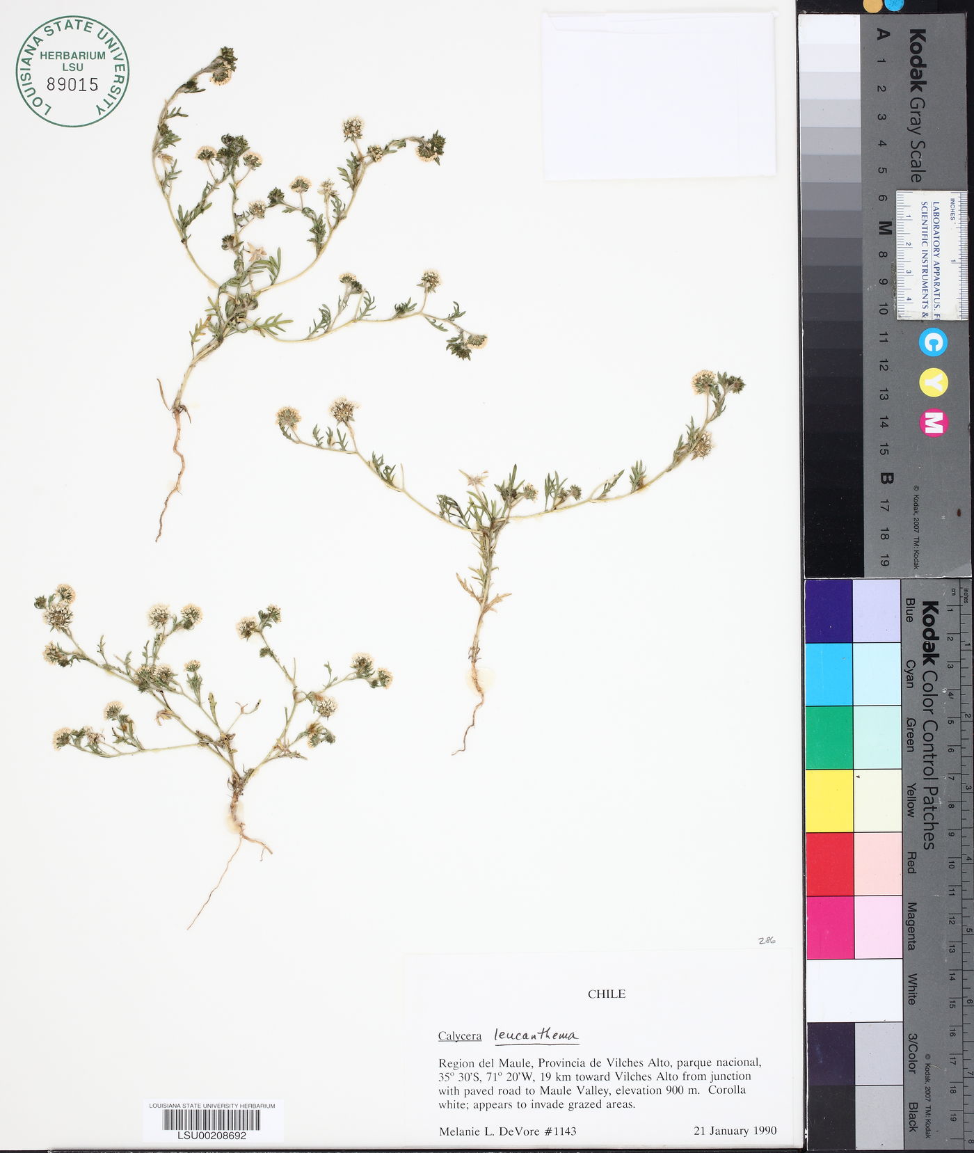 Calycera leucanthema image