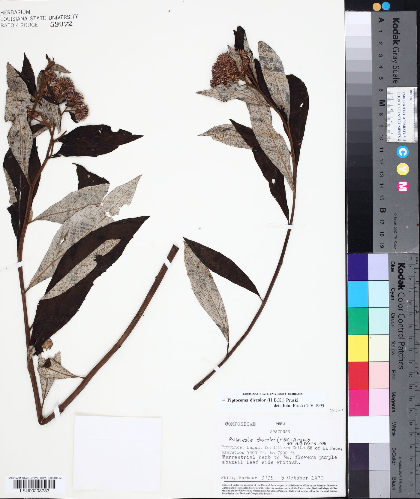 Piptocoma discolor image