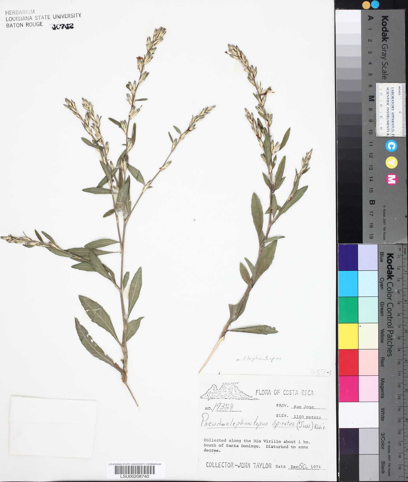 Pseudelephantopus spicatus image