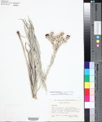 Image of Vernonia larseniae