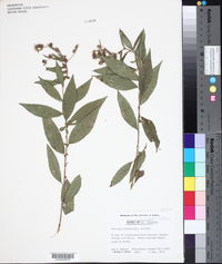 Vernonia arborescens image