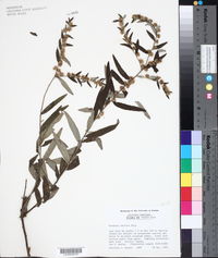 Vernonia sericea image