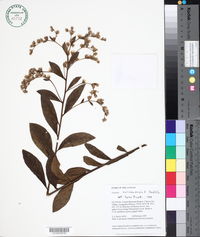 Lepidaploa bolivarensis image