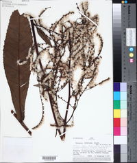 Eirmocephala brachiata image