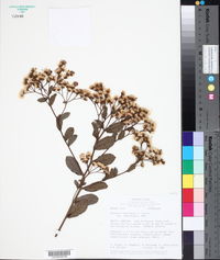 Vernonia brasiliana image