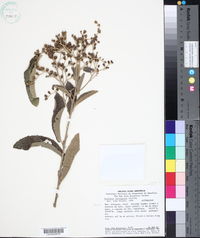 Vernonia ferruginea image