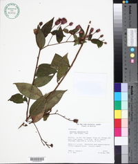 Lessingianthus laurifolius image