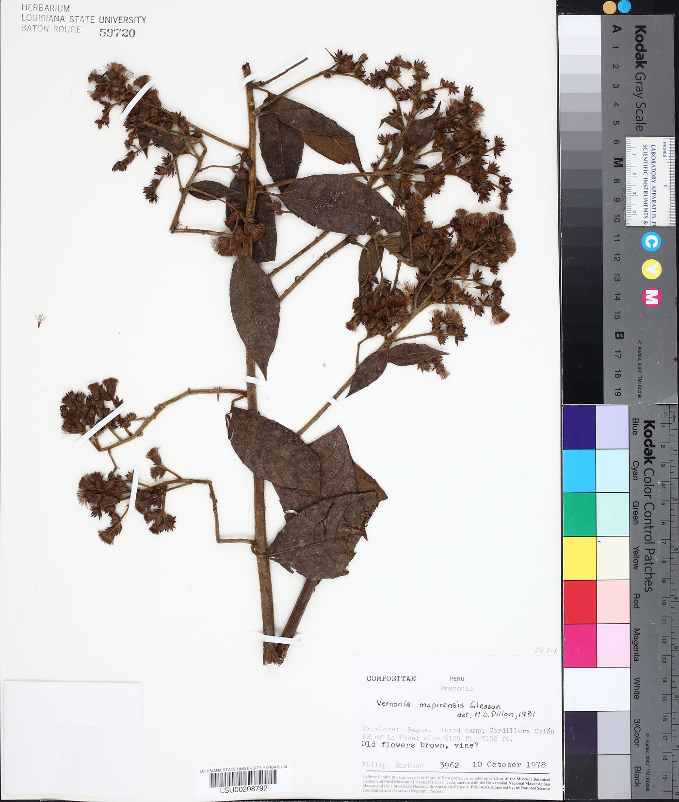 Lepidaploa mapirensis image