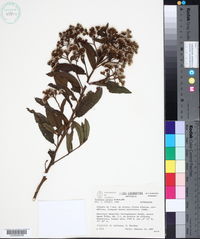 Image of Vernonia patens