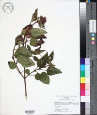 Ageratina vernalis image