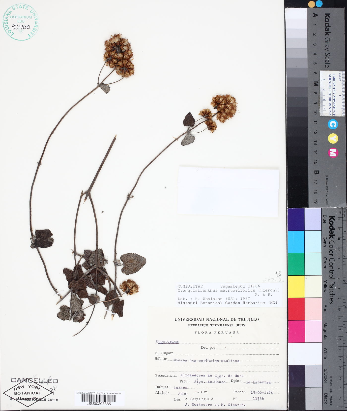 Cronquistianthus marrubiifolius image