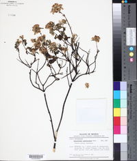 Eupatorium espinosarum image