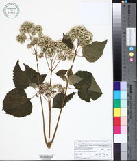 Eupatorium macrophyllum image