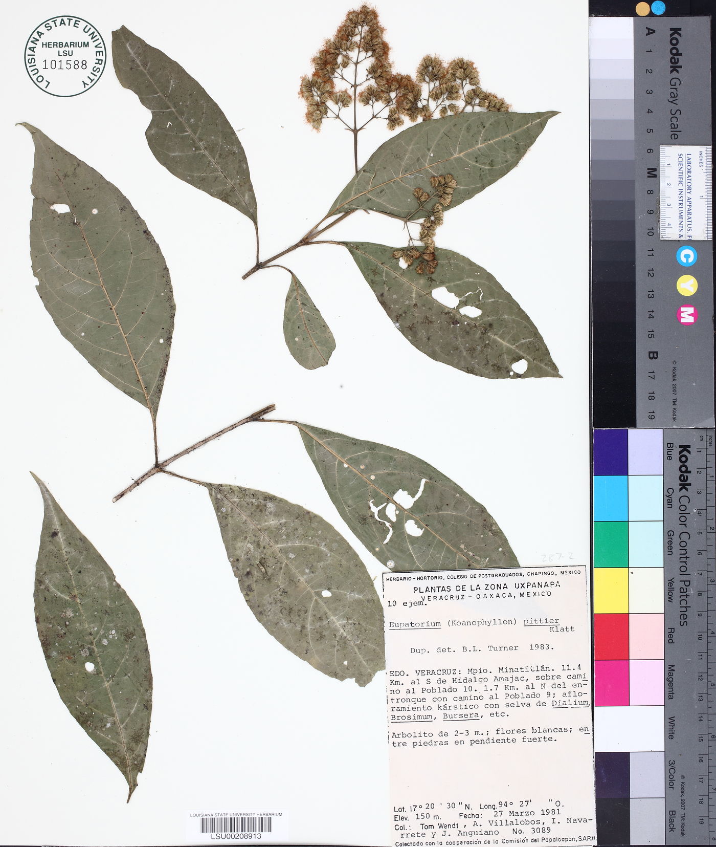 Eupatorium pittieri image