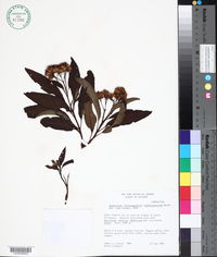 Image of Eupatorium buddleaefolium