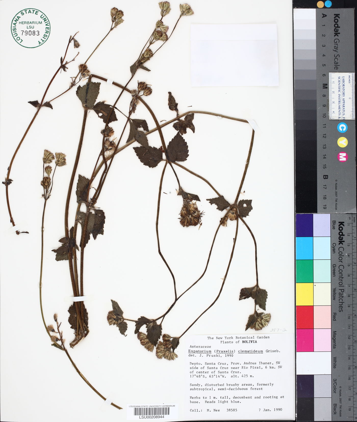 Eupatorium clematideum image