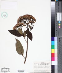 Image of Raulinoreitzia crenulata
