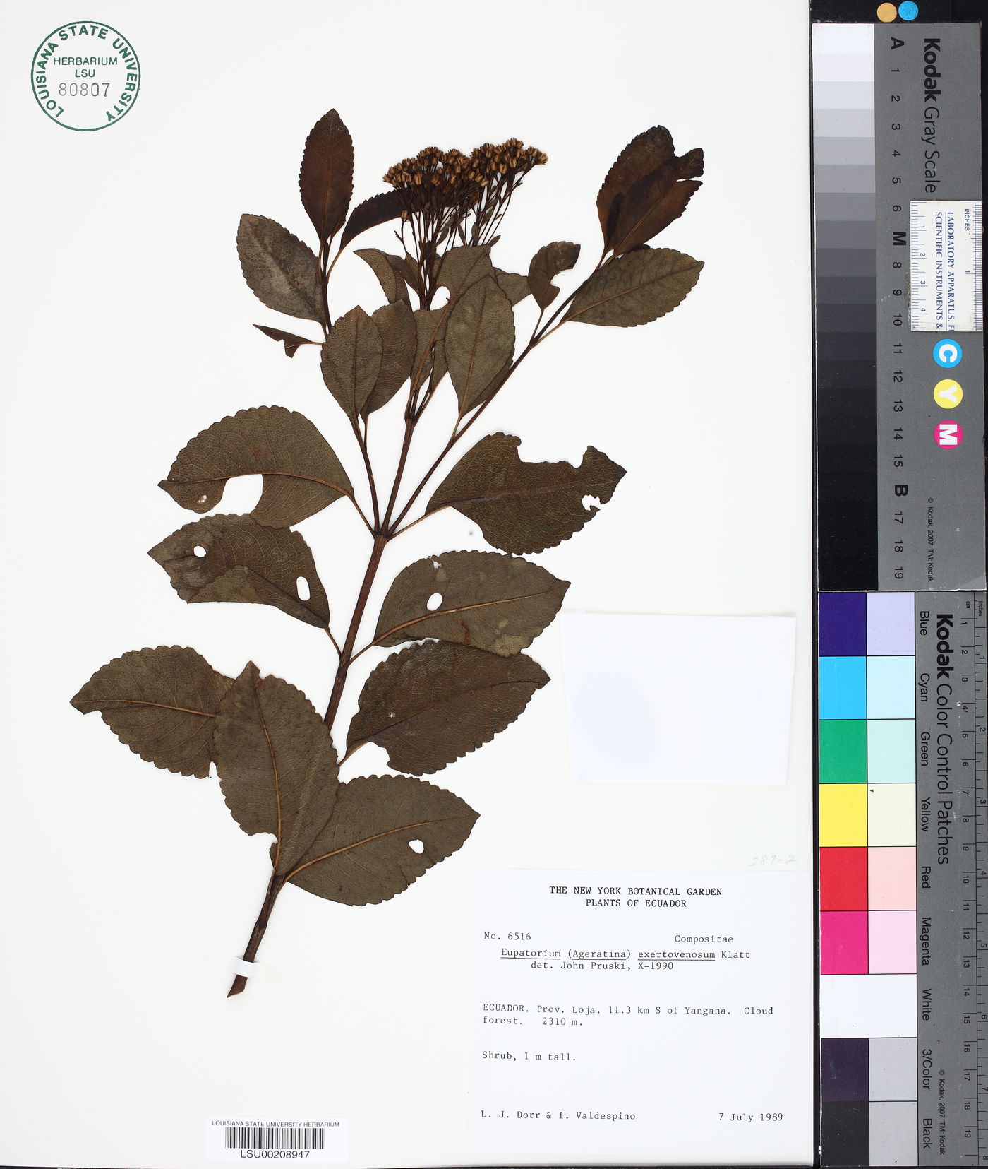 Ageratina fastigiata image