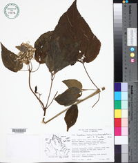 Eupatorium macrophyllum image
