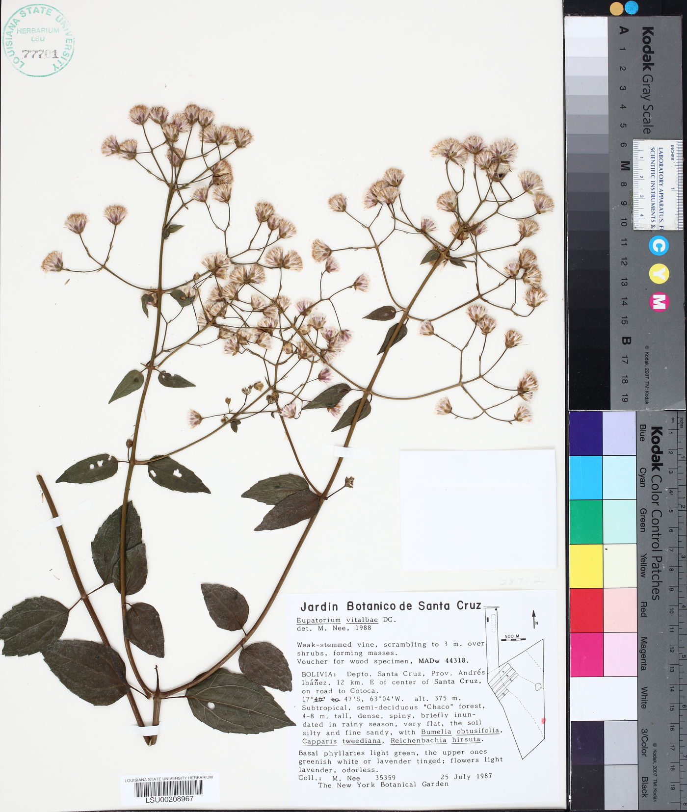 Eupatorium vitalbae image