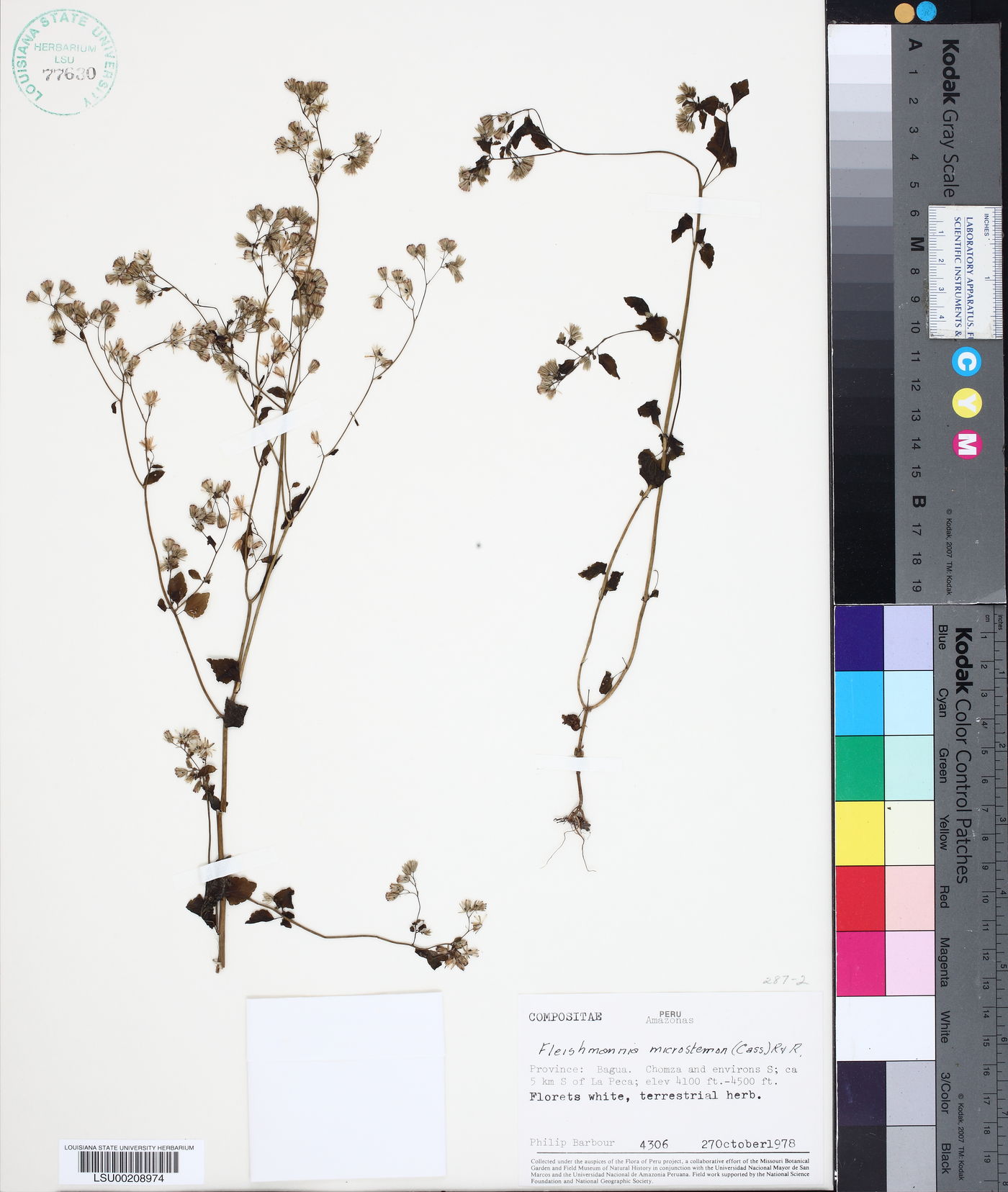 Fleischmannia microstemon image