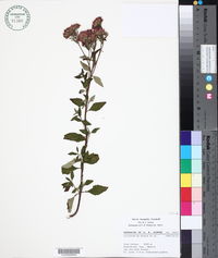 Stevia incognita image