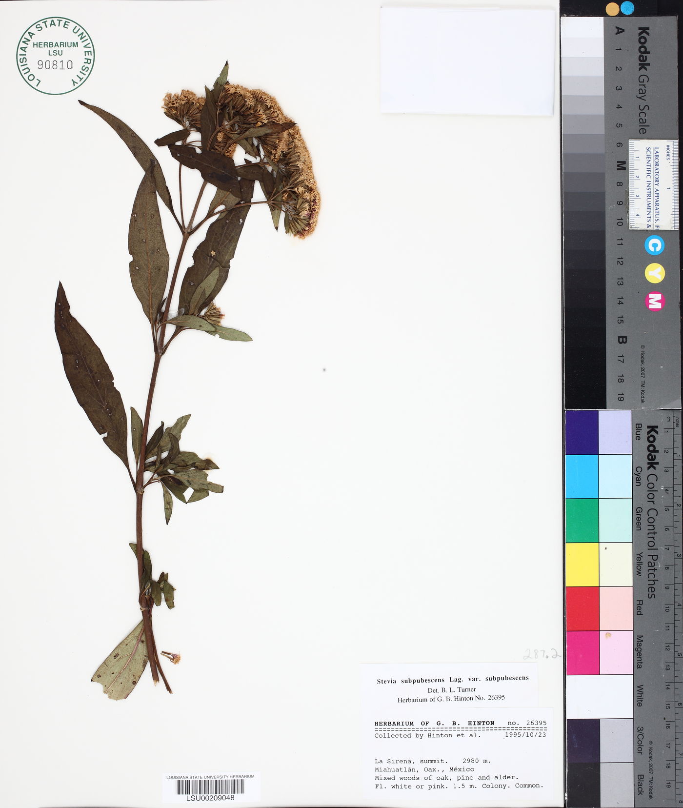 Stevia subpubescens image